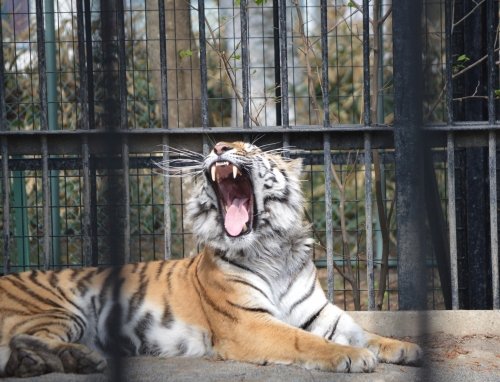 動物園の仲間たち写真館（第２回　「吠(欠伸)・鳴」の間）