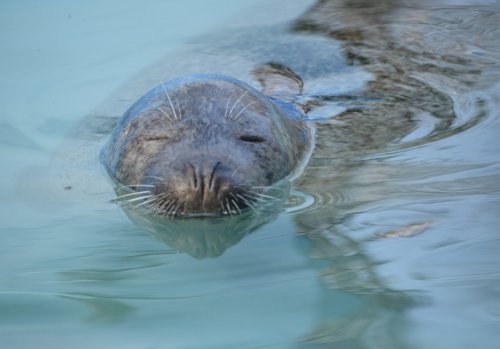 動物園の仲間たち写真館（第３回　「動」の間）