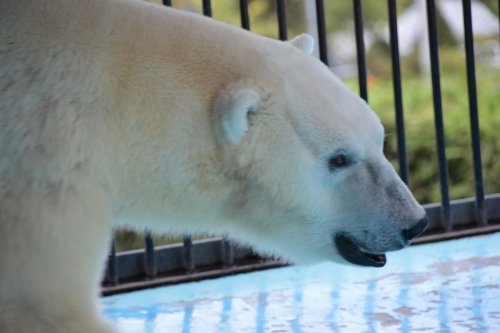 動物園の仲間たち写真館（第４回　「嬉」の間）