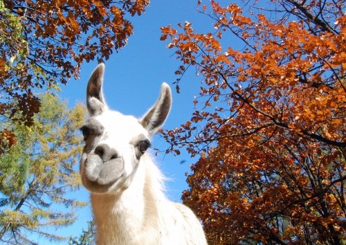 動物園の仲間たち写真館（第５回　「特別編」の間）