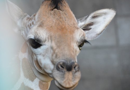 動物園の仲間たち写真館（第６回　「老練・新人」の間）