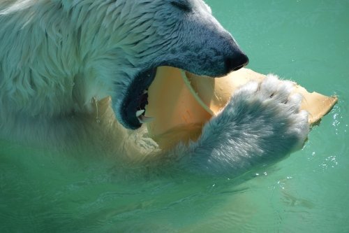 動物園の仲間たち写真館（第７回　クリスマスの贈り物）