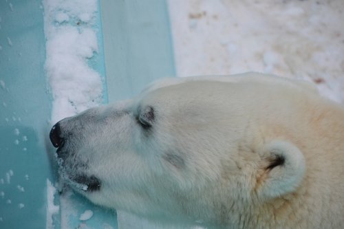動物園の仲間たち写真館(第8回 福袋)