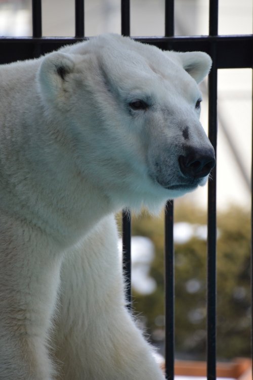 動物園の仲間たち写真館（第９回　ひな祭り特別）