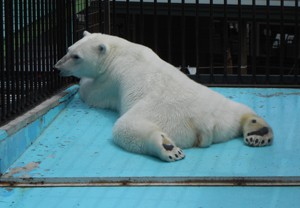 動物園の仲間たち写真館2