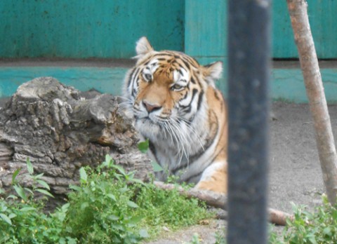 動物園の仲間たち写真館2(マオ特集)