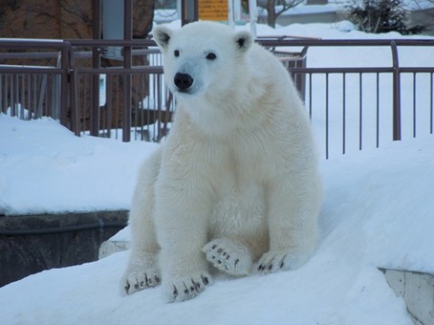 動物園の仲間たち写真館2(年末号1)