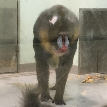 マンドリル舎へおもちゃ投入