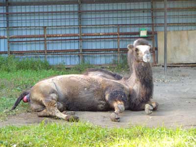 ラクダ最終話　あの「赤いもの」の正体は！！