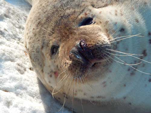 「かわいい動物」　と　「安全な動物」