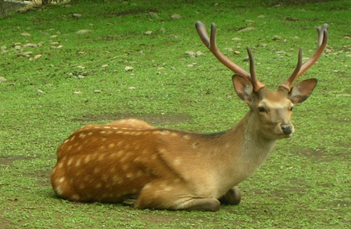 シカ の 角 動物園飼育係の日記11 By 飼育展示係 11 帯広市