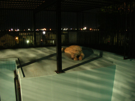 夜の動物園 開催中!!