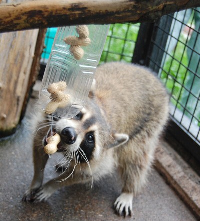 アライグマの能力実験。