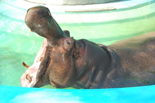 水辺でくらす動物を