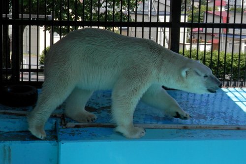 7月8日のホッキョクグマ舎