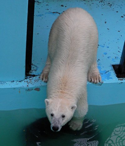 8月5日のホッキョクグマ舎