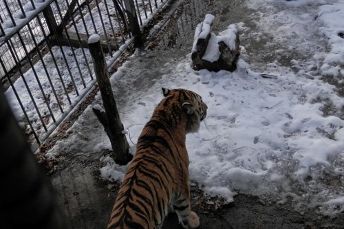 雪とマオ