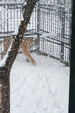 雪が降りました