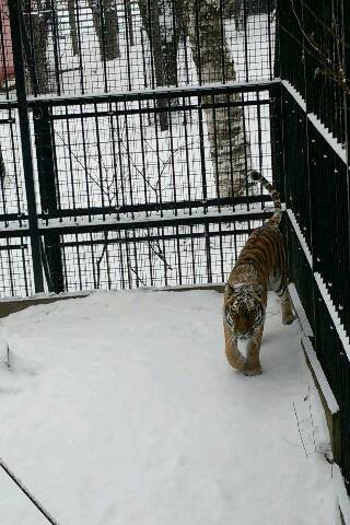 また雪が降りました