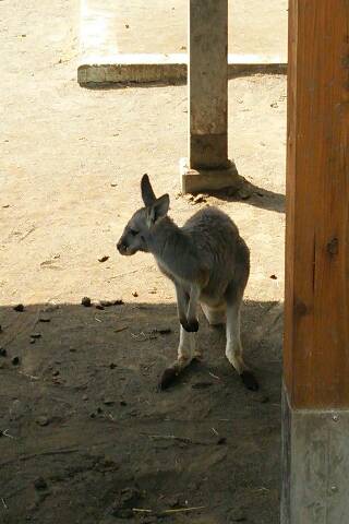 カンガルー取材