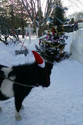 もうすぐクリスマス