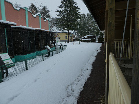 雪が降りました