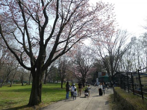 桜がキレイ