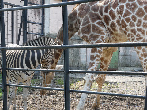 キリンとカナダガン