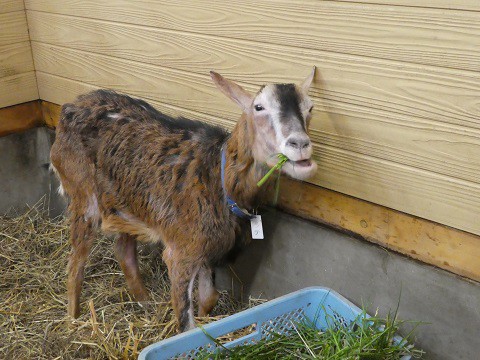 ラテ、お食事中