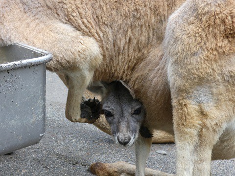 カンガルーの赤ちゃん