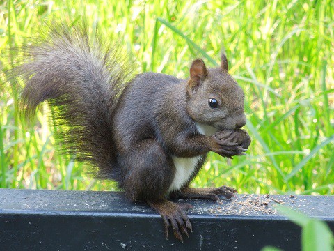 おびひろ動物園内のエゾリス