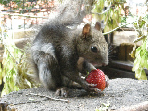 イチゴが食べごろ