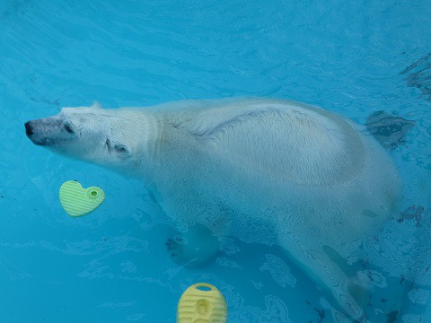 アイラに氷