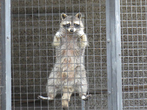 アライグマとタヌキ