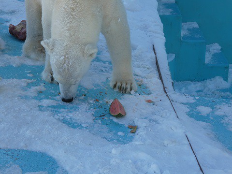 アイラの食事風景