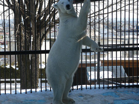 臨時開園します　おびひろ動物園