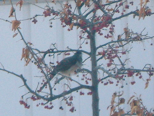 ただいま朝食中！