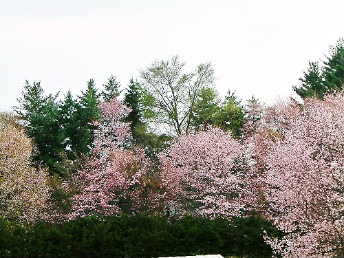 花!花!花!ん・・・ダンゴ!