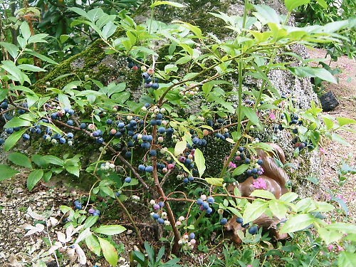 たわわに実ったブルーベリー２＾＾