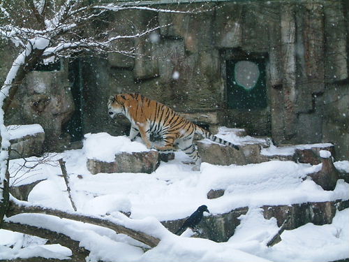 年賀状のトラを求めて丸山へ