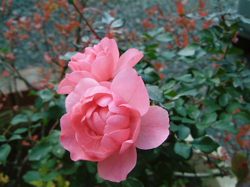 冬の薔薇