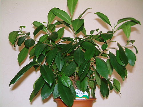 少しでも多くの幸を！