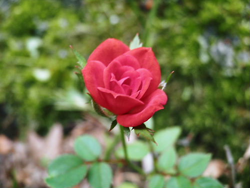 情熱の真っ赤な薔薇を～♪
