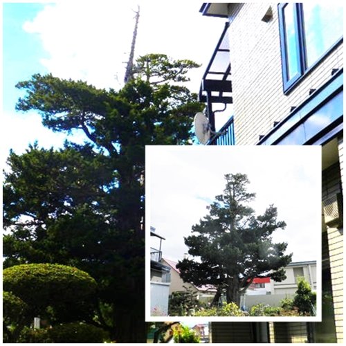 大木(オンコ)の剪定は2日間の格闘!