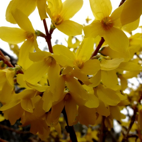 咲き誇る黄色