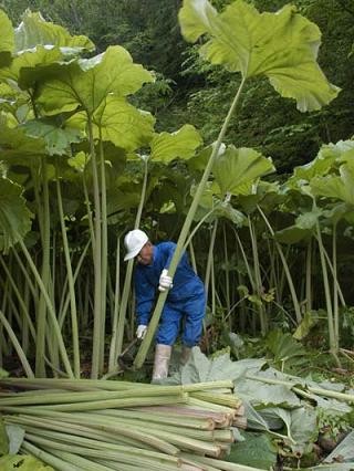 ラワンぶき