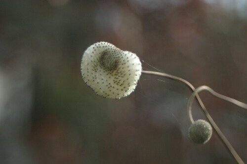 (花）シュウメイギクの綿毛