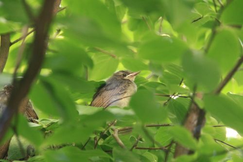 ヒヨドリの巣立ち