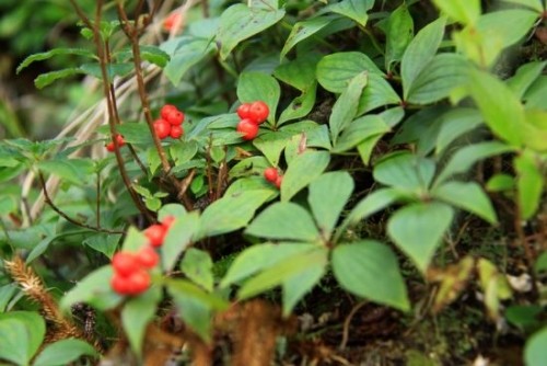 久し振りの山歩き