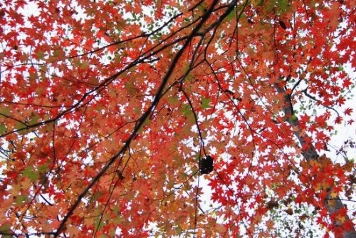 糠平の紅葉真っ盛り